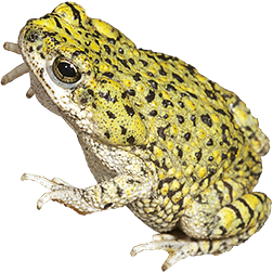 Eastern Green Toad